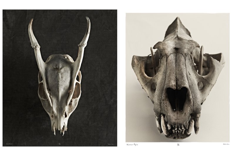 H O R N I M A N